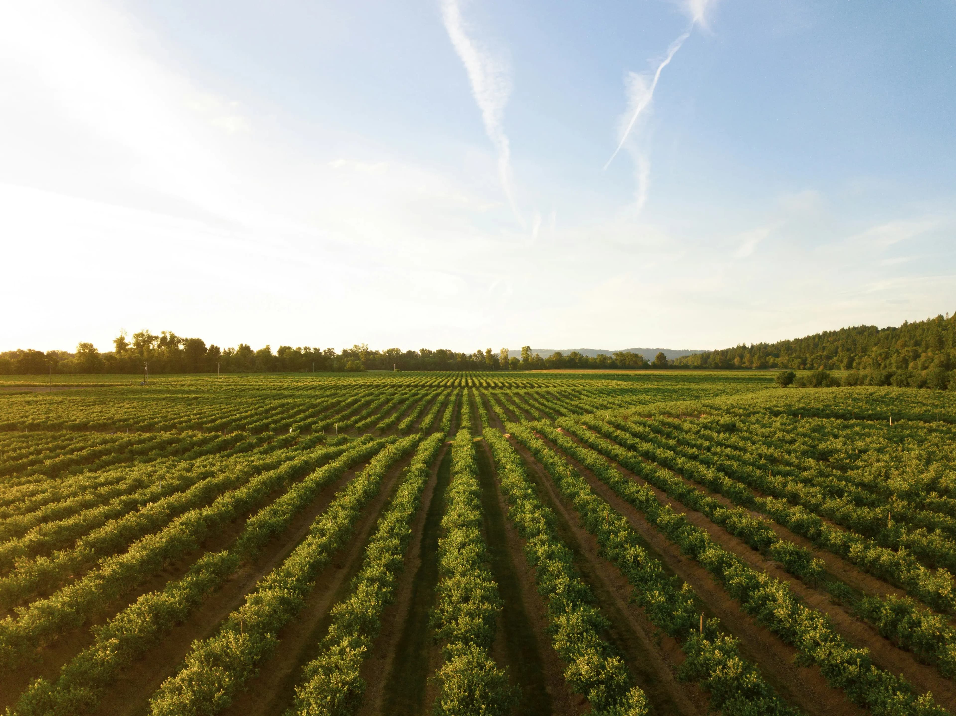 add agriculture bg